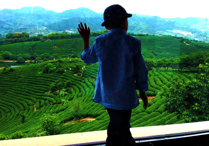 旅拍永福高山茶种植基地 一抹苍翠描摹