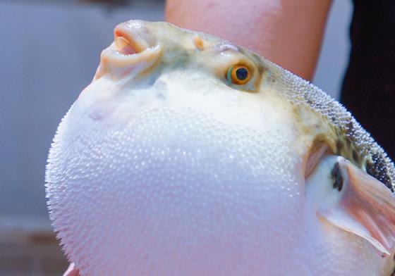 北京周边游，吃河豚到河豚之乡，只需3