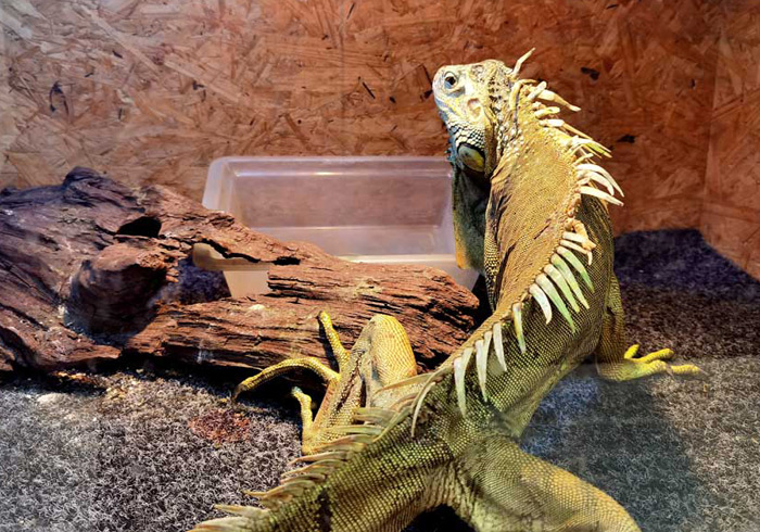 顺义动物星世界，北京新晋大型遛娃基地