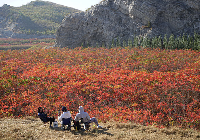 三河蒋福山的秋天，漫山红叶映红谷底