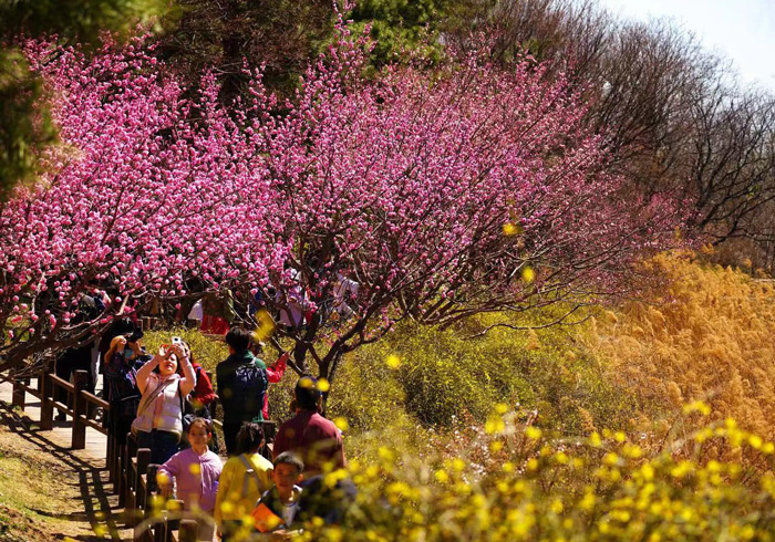 北京市属公园35处赏花踏青地入目皆是春色