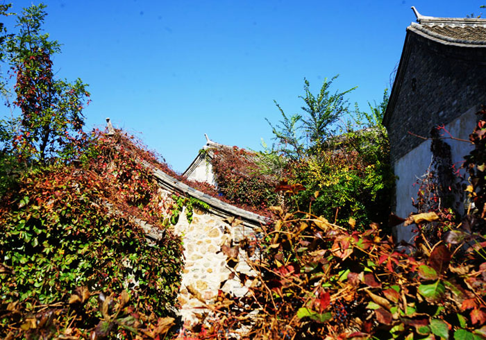 红叶、古镇、水乡，这是秋日的绝美邂逅