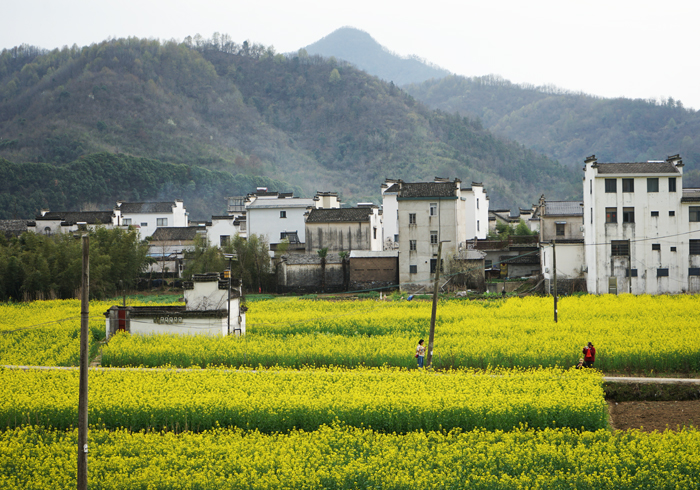 油菜花开、水墨晕染，春天的绩溪是时光褶皱里的徽韵乡愁