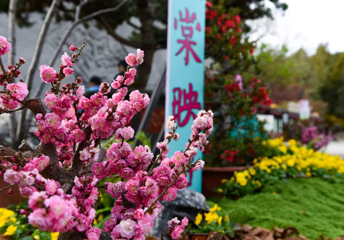 清明假期，踏青寻芳，北京经典赏花季粉