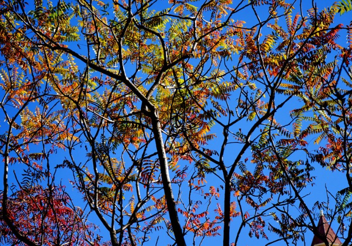 燕郊的秋天这么美，每一帧都充满诗韵和墨香