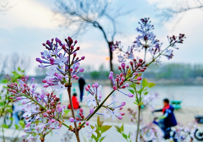 燕郊潮白河畔的鲜花盛放，生态环境与市