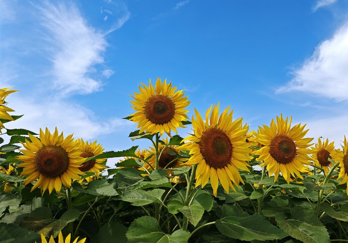 空中葵花园，家门口的浪漫触手可及