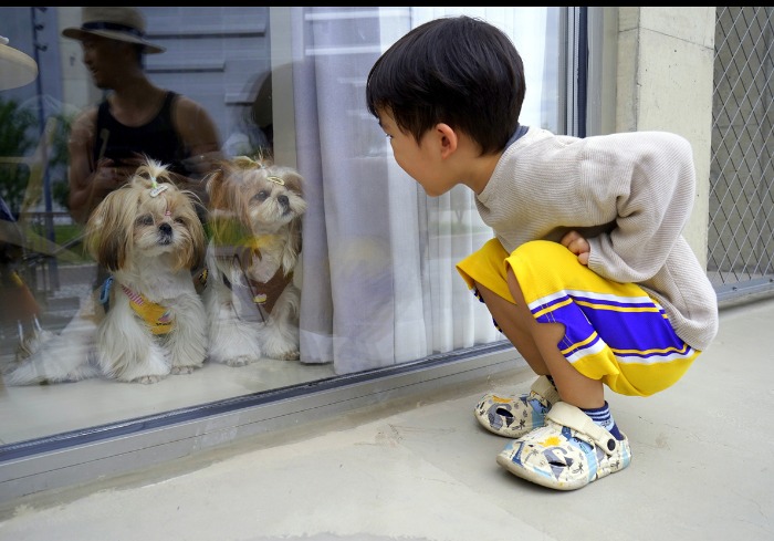 北戴河阿那亚：一座人与萌宠共享的治愈小镇