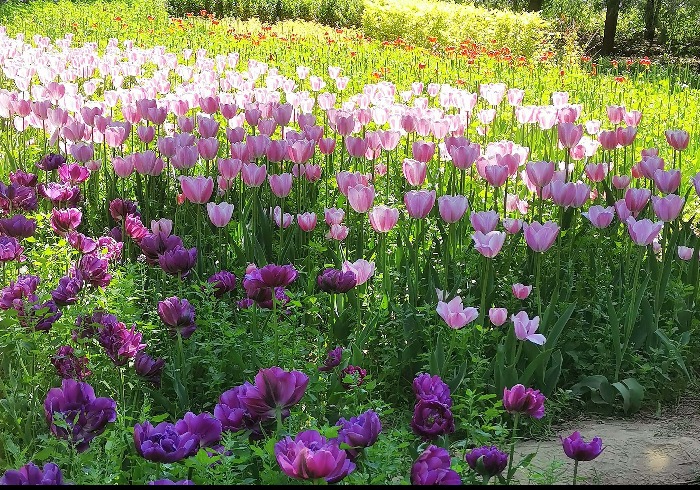 春染永定河，花醉绿港湾